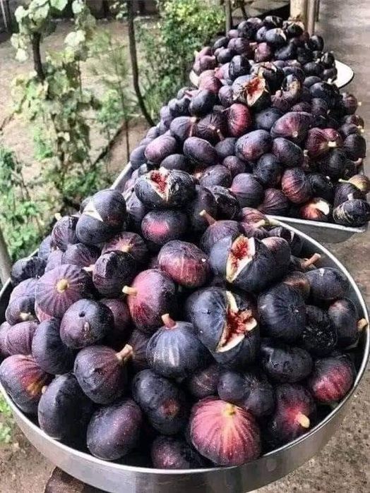 Smochin (Black Mission )