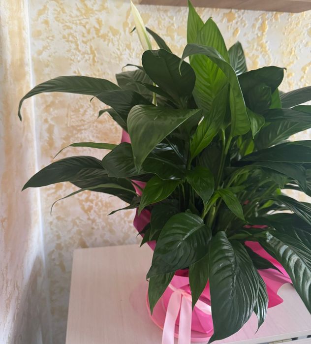 Продам цветы женское счастье