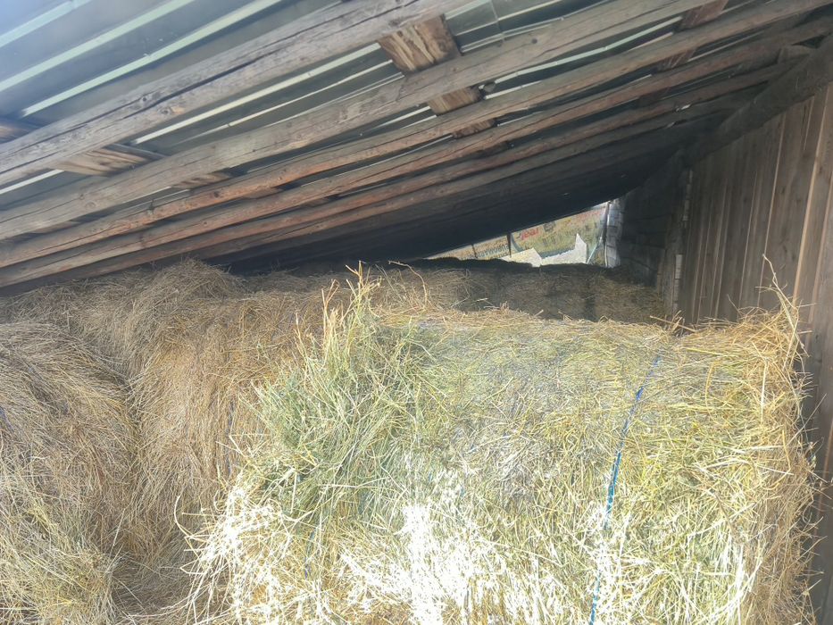 Vând urgent 40 de balotii din lucerna si fan