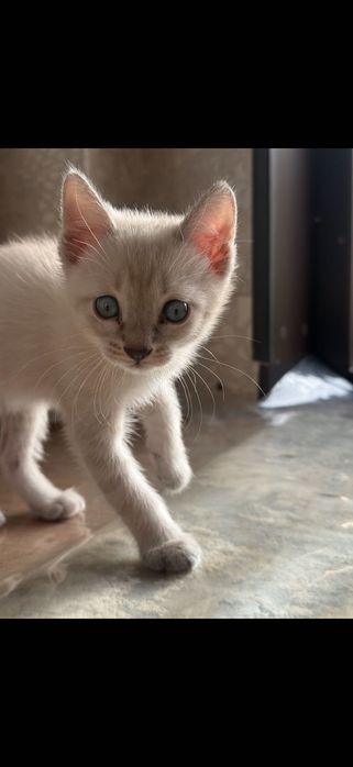 Бала мысық,туалетке үйренген