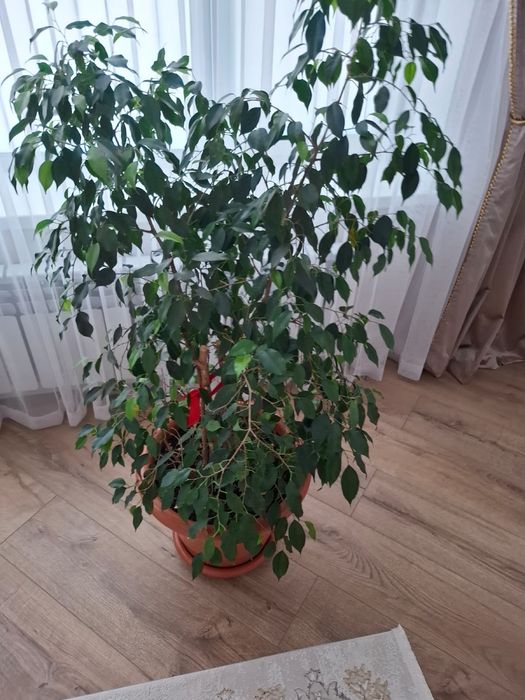 Продам цветы комнатные