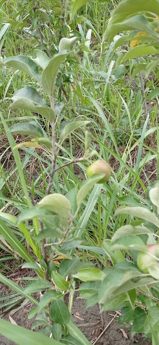 Пинк лейди Олма кучатларимиз бор 2 йиллик