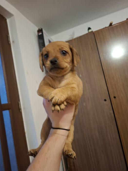 Donez pui de metis talie mica