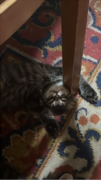 Дарю котят в хорошие руки