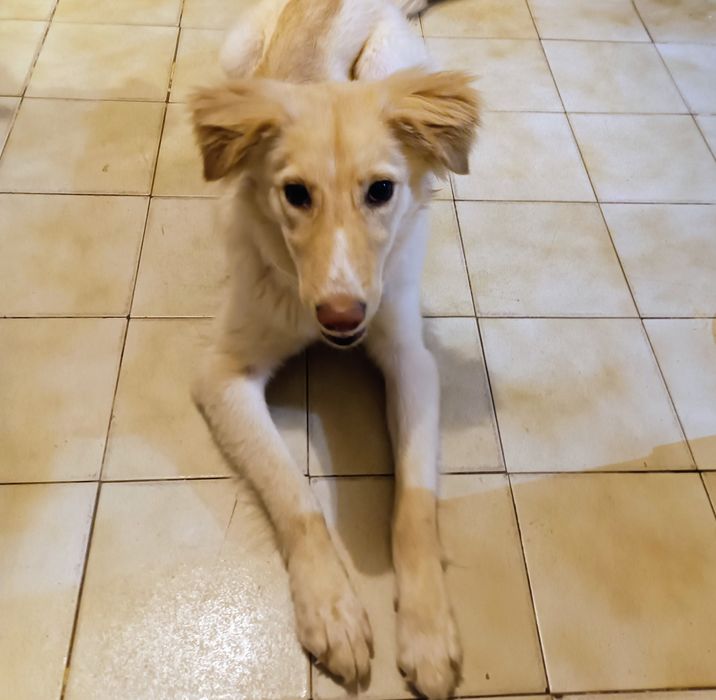 Подарява се женско младо куче