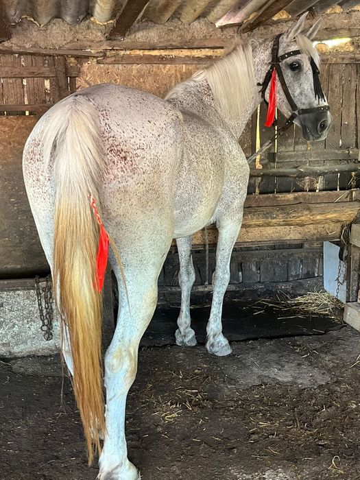 Iapă de vânzare!