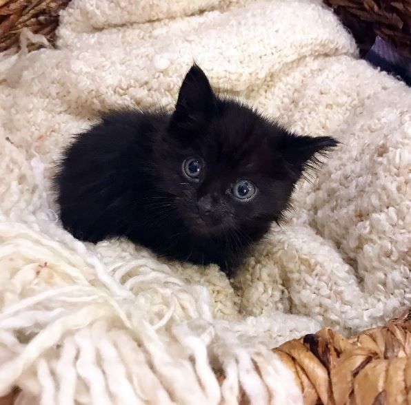 Котята полубританцы