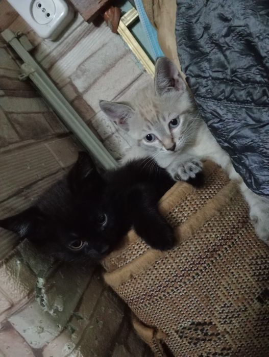 Отдам котят в хорошие руки