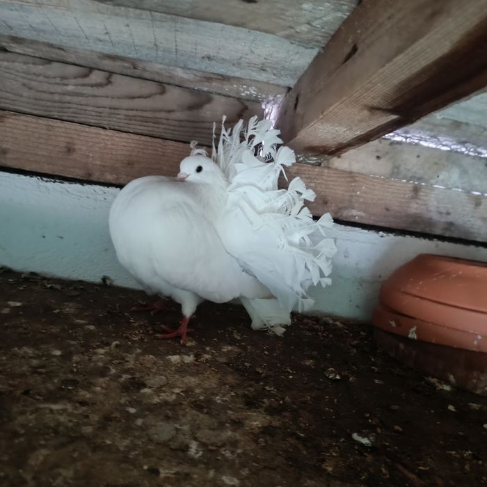 Porumbei voltați albi linie veche originala