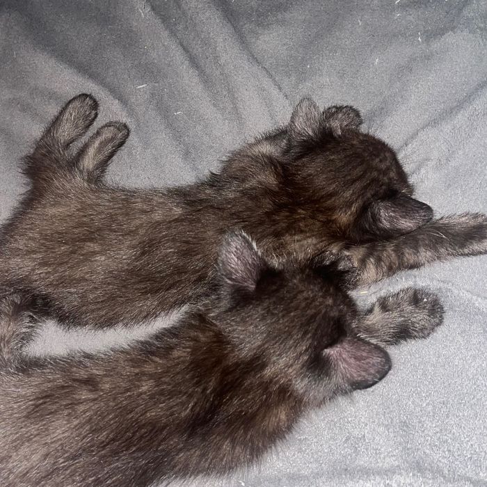 отдам котят в хорошие руки