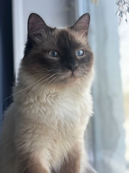 Сиамский кострированный кот