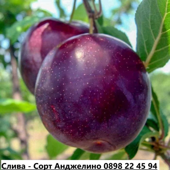 Слива - Анджелино , Черен диамант , Черен Сплендор и Слива - Ту-Сун