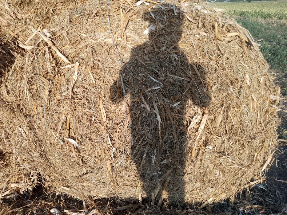 Baloți coceni și trifoi