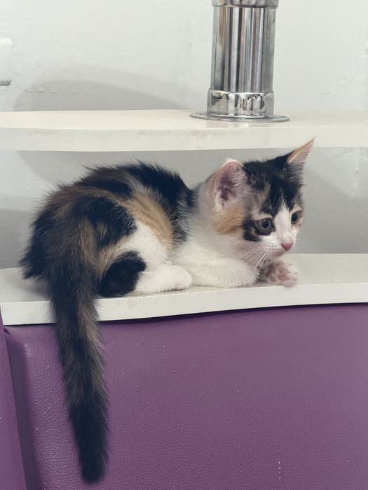 Котята марғау бесплатно