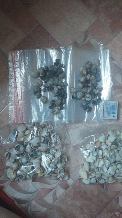 Продам морские ракушки