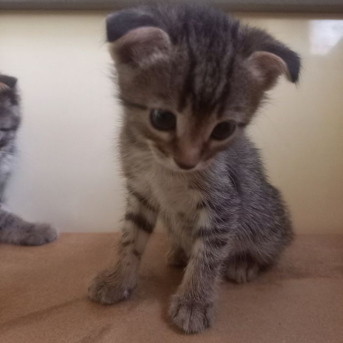 Вислоухие котята один мес мальчик и девочка