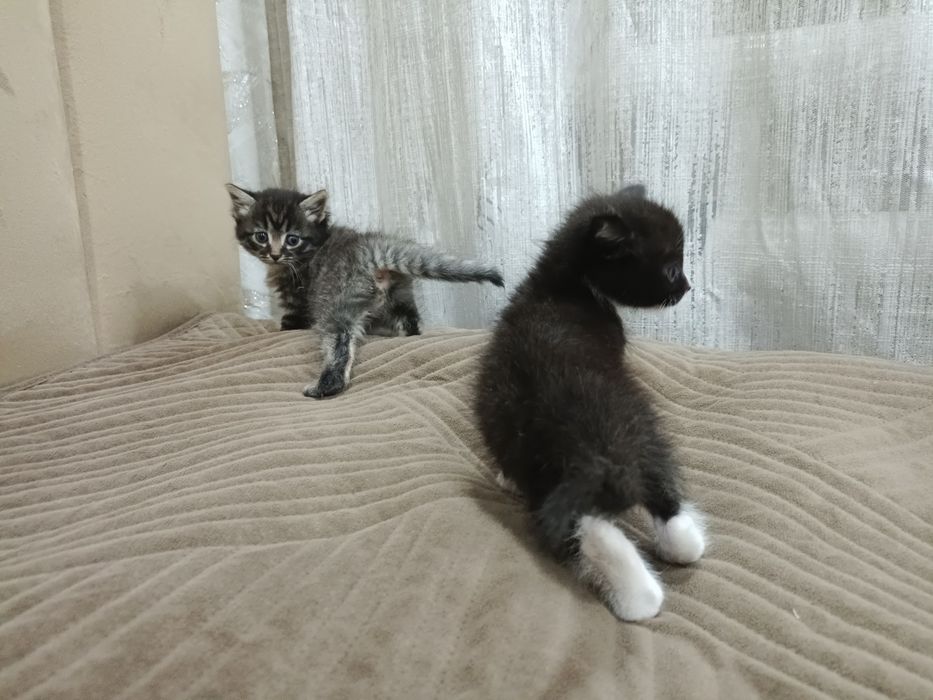 Отдам котят бесплатно