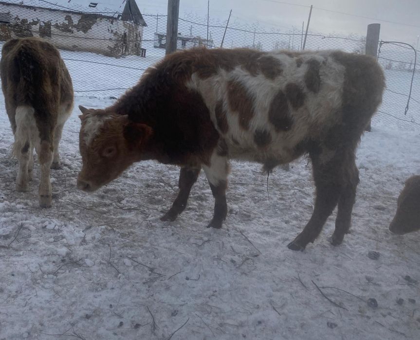 17 бас бұқа сатылады