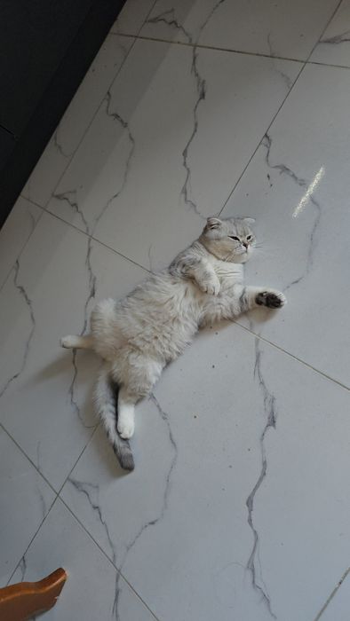 Серебристый шиншилла девичка тоза парода