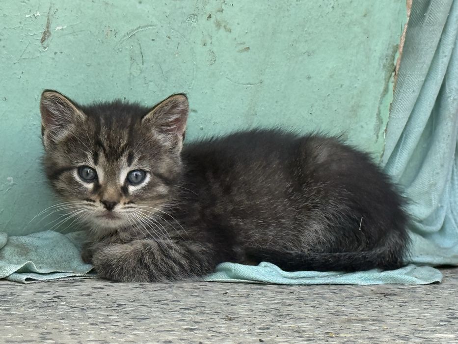 5 котенца търсят нов дом