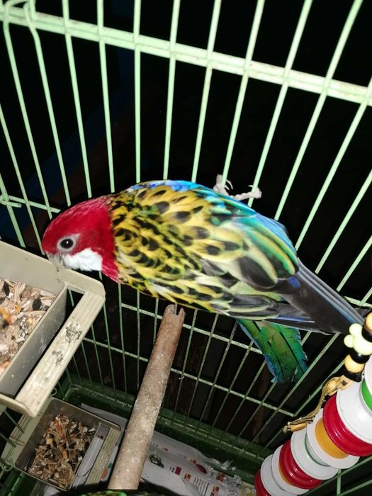 Попугай  Розелла