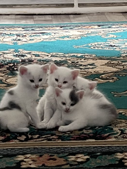 Котята 3мальчика и 1девочка