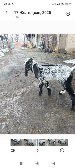 Битал теке лақ сатлады