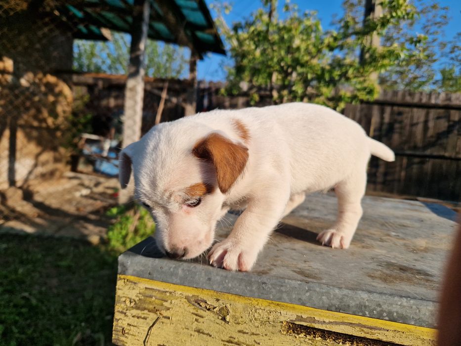 Jack russel terrier