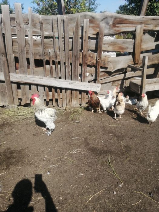 Продам домашних кур и цеплят