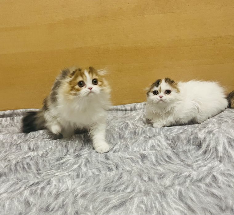 Шотландские девочки!