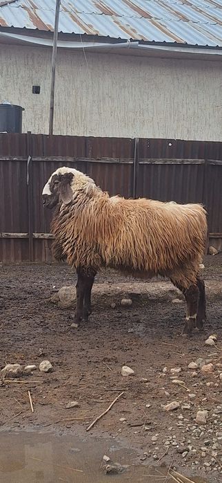 Тоқты қошқар    сатылады