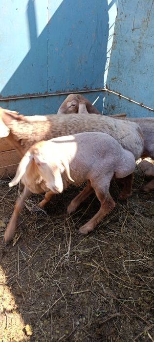 Койлар, бараны. Порода арашан.