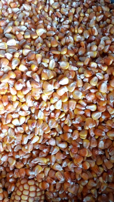 Маккажухори дони