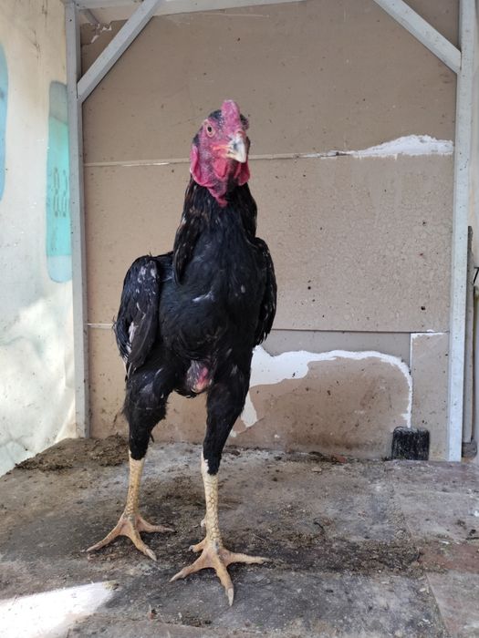 Dakan xoroz sotiladi