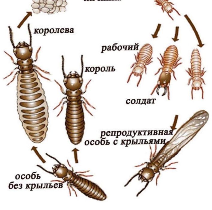 Антитермит приманка
