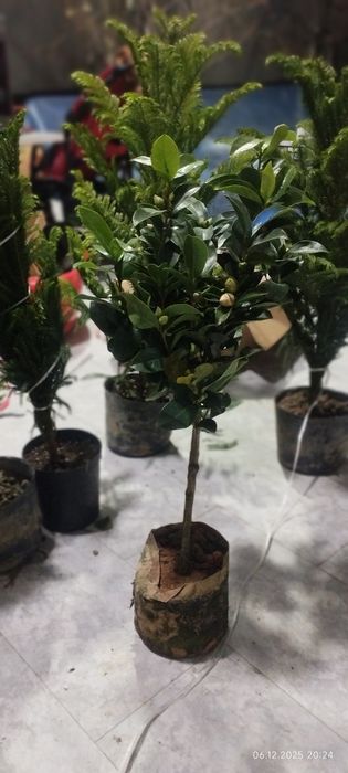 Камелия японская азалия японская