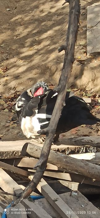 Qora oʻrdaklar sotiladi