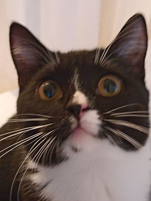 Отдам кошку в добрые руки!