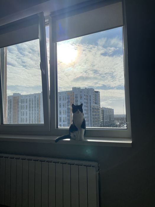 Отдам кота бесплатно