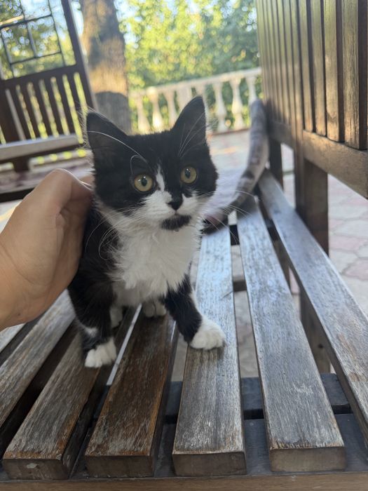 Котенок ищет дом