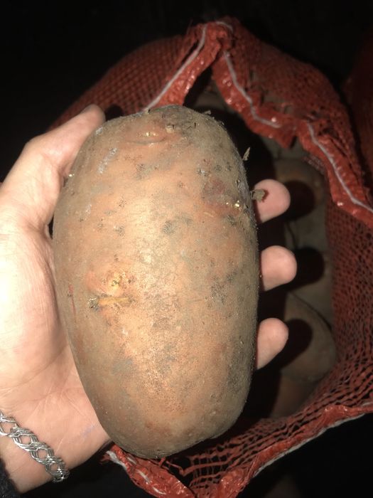 Домашний картофель