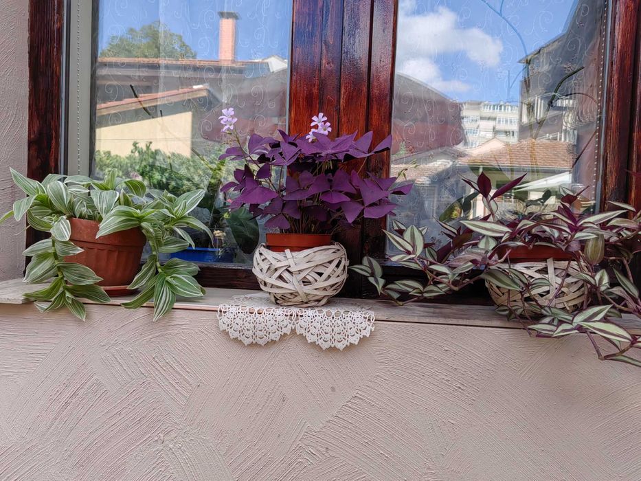 Цветя на половин цена