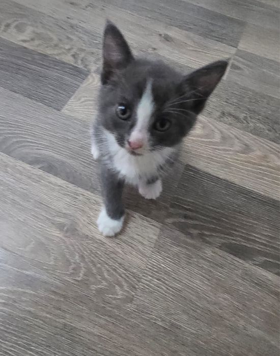 Котята отдам даром