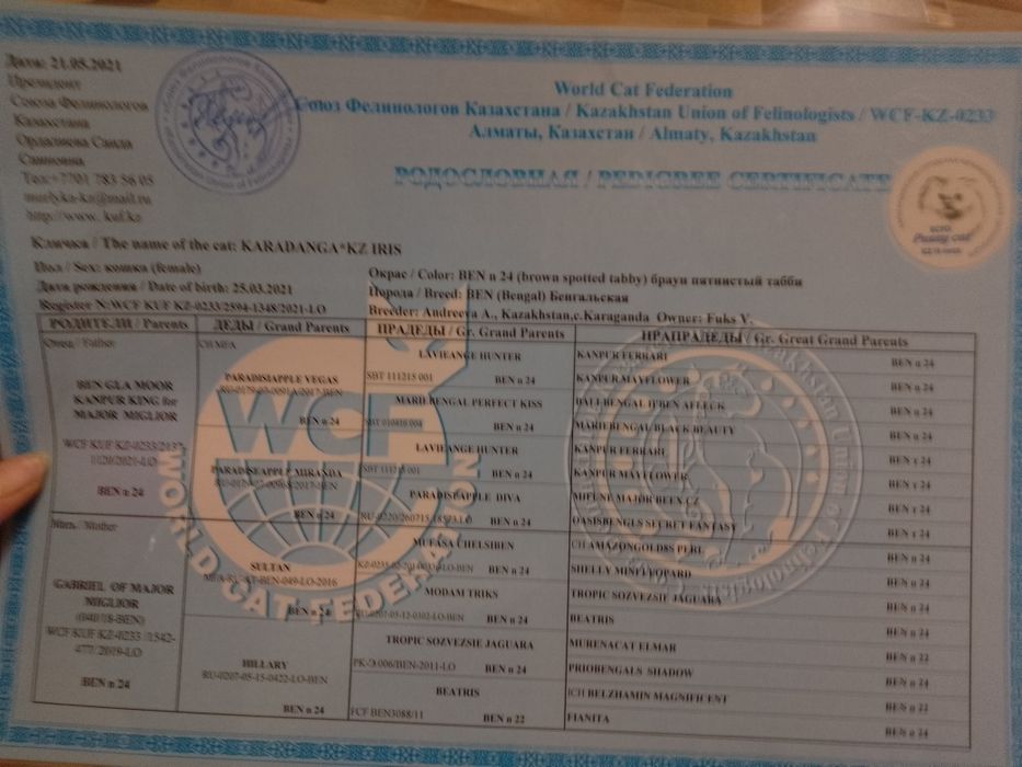 Бенгальские котята