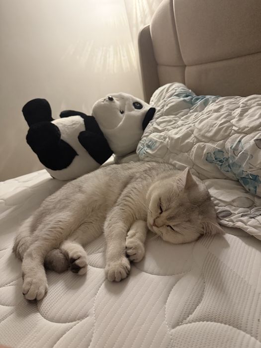 вязка кот шиншила