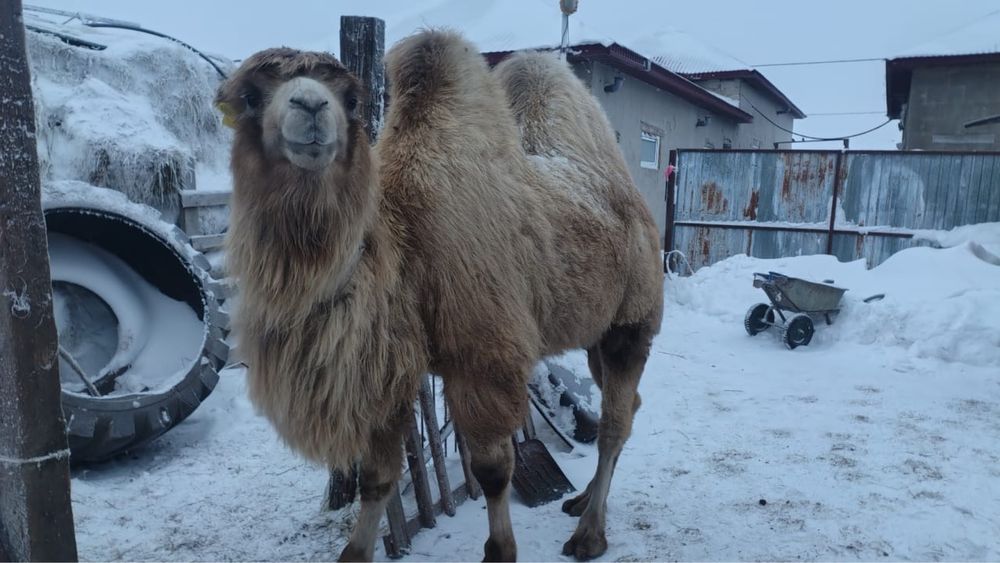 Туйе/ Түйе/ Верблюд 4жасар