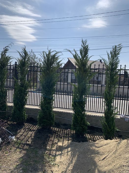 Vand plante ornamentale