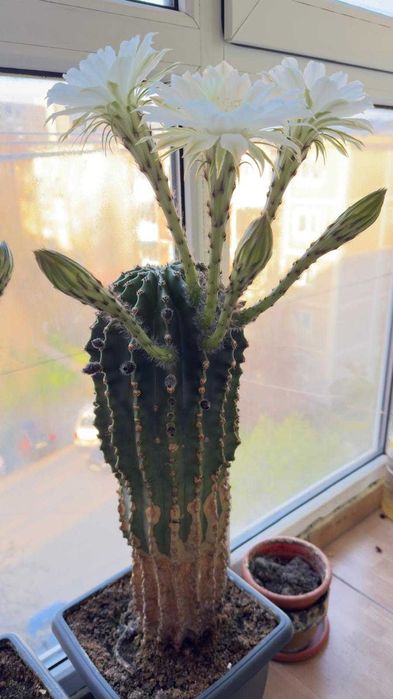 Cactus cu flori albe si roz
