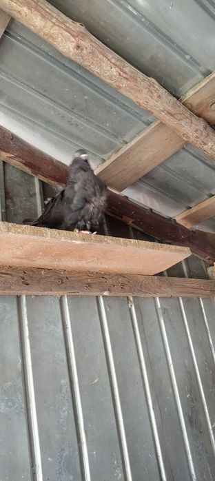 Vând porumbei pescăruș chinez