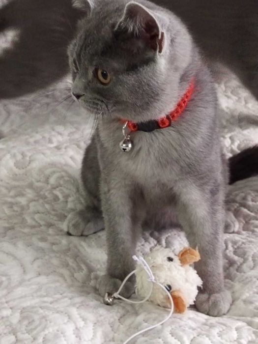 Шотландски котета момчета